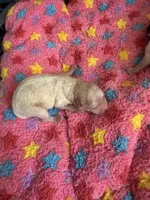Serena , a female Maltipoo and Poodle - Toy  for sale in Carlsbad, CA – 2 of 4
