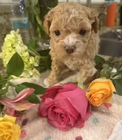 Cookie’s Litter, a  Maltipoo and Poodle - Toy  for sale in Carlsbad, CA – 8 of 10