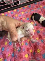 Marshmallow, a male Maltipoo and Poodle - Toy  for sale in Carlsbad, CA – 1 of 4