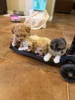 Cookie’s Litter, a  Maltipoo and Poodle - Toy  for sale in Carlsbad, CA – 6 of 10