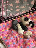 Sly Fox , a male Maltipoo and Poodle - Toy  for sale in Carlsbad, CA – 4 of 4