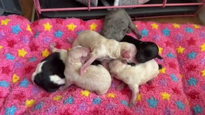 Onyx, a female Maltipoo and Poodle - Toy  for sale in Carlsbad, CA – 3 of 3