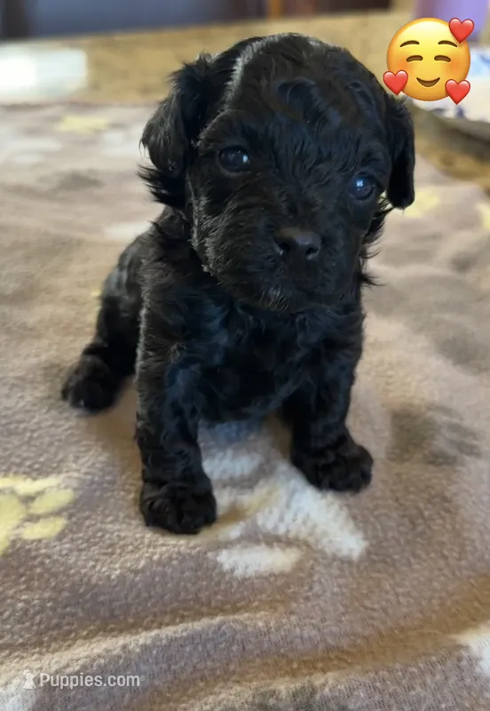 Onyx – Maltipoo, Poodle - Toy  puppy for sale in Carlsbad, CA