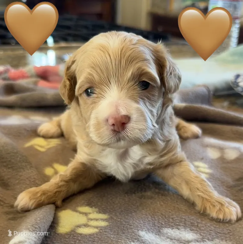 Goldie – Maltipoo, Poodle - Toy  puppy for sale in Carlsbad, CA