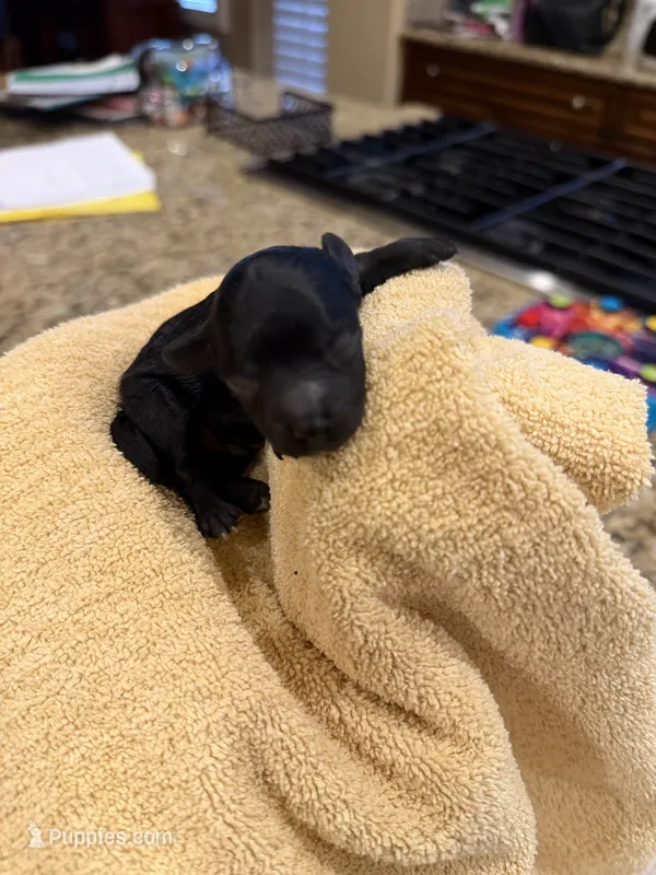 Onyx – Maltipoo, Poodle - Toy  puppy for sale in Carlsbad, CA
