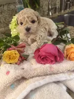 Cookie’s Litter, a  Maltipoo and Poodle - Toy  for sale in Carlsbad, CA – 4 of 10