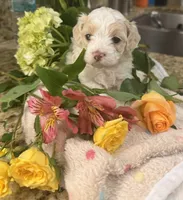 Cookie’s Litter, a  Maltipoo and Poodle - Toy  for sale in Carlsbad, CA – 3 of 10