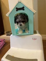 Cookie’s Litter, a  Maltipoo and Poodle - Toy  for sale in Carlsbad, CA – 9 of 10