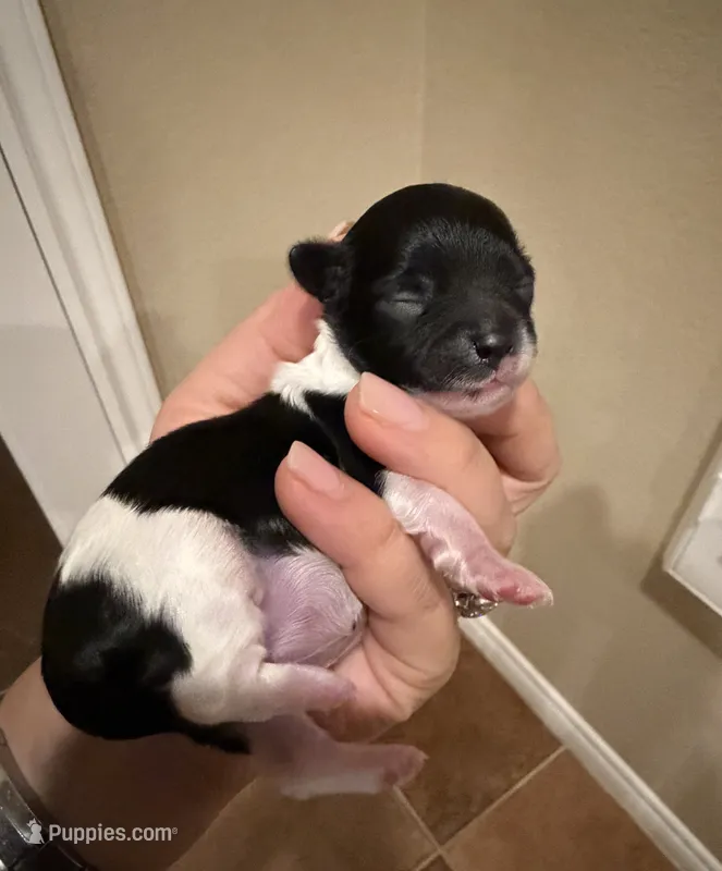 Prima  – Maltipoo, Poodle - Toy  puppy for sale in Carlsbad, CA