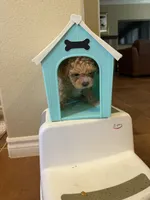 Cookie’s Litter, a  Maltipoo and Poodle - Toy  for sale in Carlsbad, CA – 10 of 10