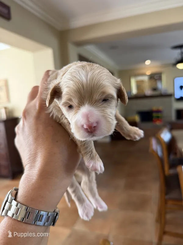 Goldie – Maltipoo, Poodle - Toy  puppy for sale in Carlsbad, CA