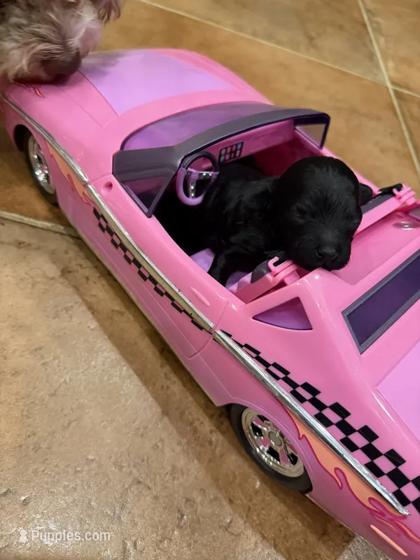 Onyx – Maltipoo, Poodle - Toy  puppy for sale in Carlsbad, CA