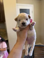 Cookie’s Litter, a  Maltipoo and Poodle - Toy  for sale in Carlsbad, CA – 5 of 10