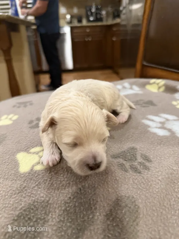 Bianca – Maltipoo, Poodle - Toy  puppy for sale in Carlsbad, CA