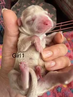 Goldie, a female Maltipoo and Poodle - Toy  for sale in Carlsbad, CA – 1 of 4