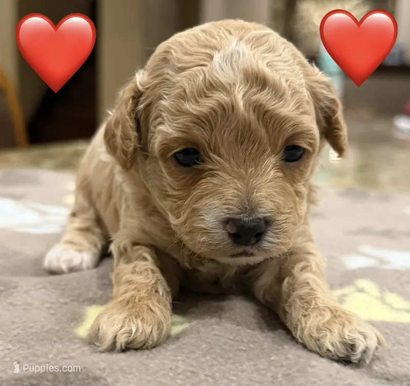 Serena  – Maltipoo, Poodle - Toy  puppy for sale in Carlsbad, CA