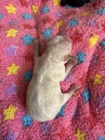 Serena , a female Maltipoo and Poodle - Toy  for sale in Carlsbad, CA – 3 of 4