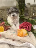 Cookie’s Litter, a  Maltipoo and Poodle - Toy  for sale in Carlsbad, CA – 7 of 10
