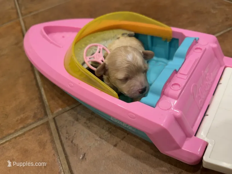 Serena  – Maltipoo, Poodle - Toy  puppy for sale in Carlsbad, CA