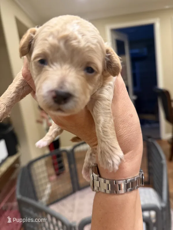 Serena  – Maltipoo, Poodle - Toy  puppy for sale in Carlsbad, CA