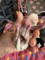 Serena , a female Maltipoo and Poodle - Toy  for sale in Carlsbad, CA – 1 of 4