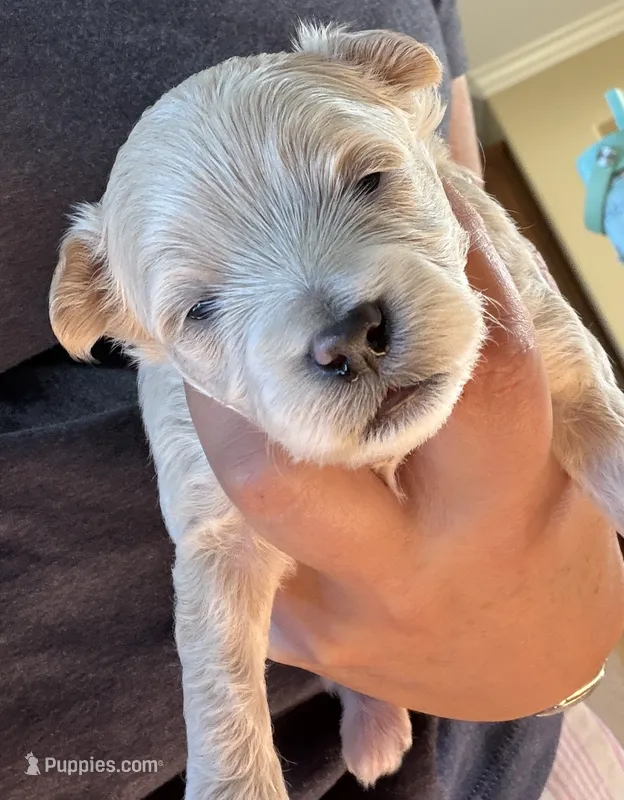 Bianca – Maltipoo, Poodle - Toy  puppy for sale in Carlsbad, CA