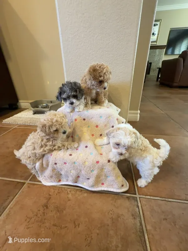 Cookie’s Litter – Maltipoo, Poodle - Toy  puppy for sale in Carlsbad, CA