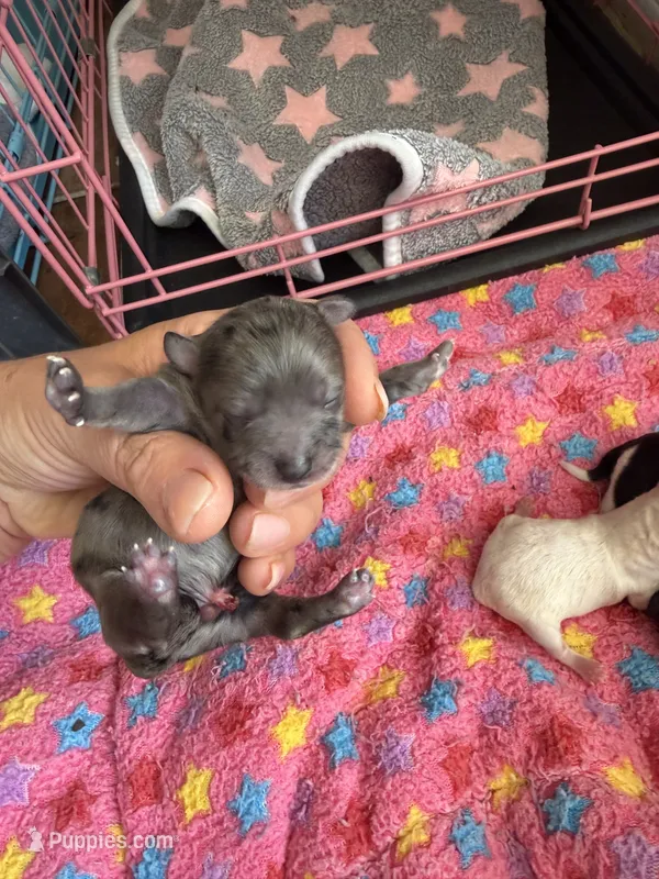 Sly Fox  – Maltipoo, Poodle - Toy  puppy for sale in Carlsbad, CA