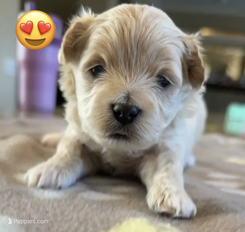 Bianca – Maltipoo, Poodle - Toy  puppy for sale in Carlsbad, CA