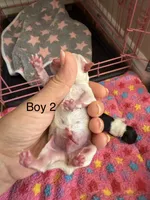 Marshmallow, a male Maltipoo and Poodle - Toy  for sale in Carlsbad, CA – 2 of 4