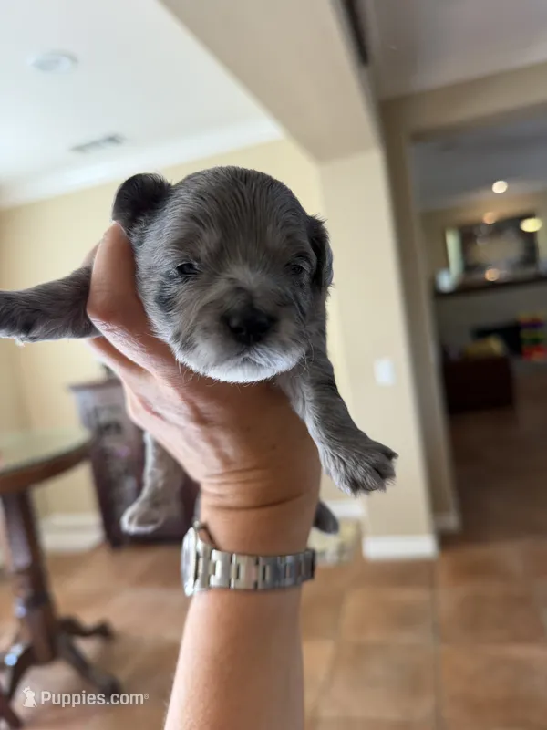 Matisse – Maltipoo, Poodle - Toy  puppy for sale in Carlsbad, CA