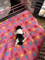Prima , a female Maltipoo and Poodle - Toy  for sale in Carlsbad, CA – 3 of 4