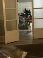 Princess , a female French Bulldog for sale in Southbridge, MA – Photo 2 of 2