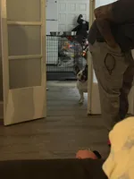 Princess , a female French Bulldog for sale in Southbridge, MA – Photo 1 of 2