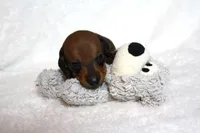 Grover, a male Miniature Dachshund for sale in Marmaduke, AR – Photo 4 of 6