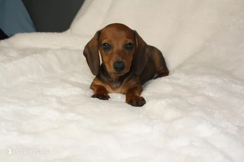 Grover – Miniature Dachshund puppy for sale in Marmaduke, AR