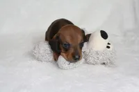 Grover, a male Miniature Dachshund for sale in Marmaduke, AR – Photo 5 of 6