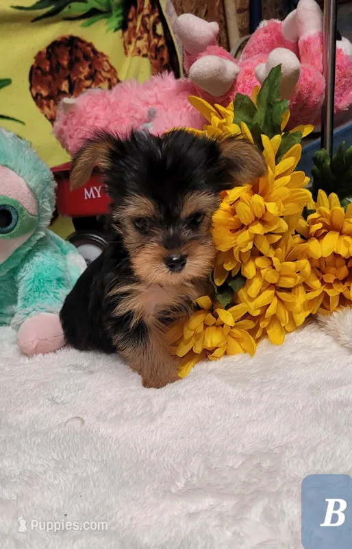 Loki – Yorkshire Terrier puppy for sale in Marmaduke, AR