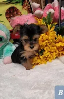 Loki, a male Yorkshire Terrier for sale in Marmaduke, AR – 1 of 1
