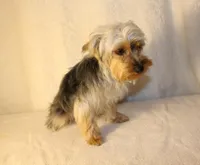 V's Nightmare "Sally", a female Yorkshire Terrier for sale in Marmaduke, AR – Photo 3 of 4