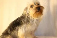 V's Nightmare "Sally", a female Yorkshire Terrier for sale in Marmaduke, AR – Photo 4 of 4