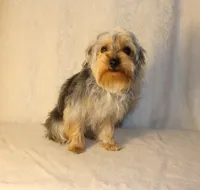 V's Nightmare "Sally", a female Yorkshire Terrier for sale in Marmaduke, AR – Photo 2 of 4