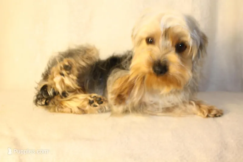V's Nightmare "Sally" – Yorkshire Terrier puppy for sale in Marmaduke, AR