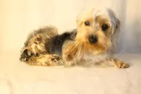 V's Nightmare "Sally", a female Yorkshire Terrier for sale in Marmaduke, AR – Photo 1 of 4