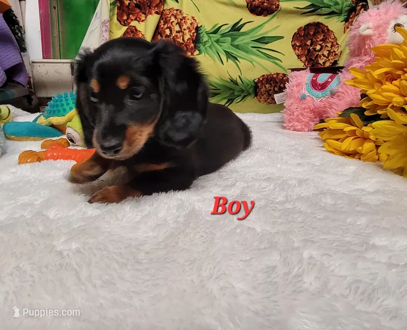 Rider – Miniature Dachshund puppy for sale in Marmaduke, AR