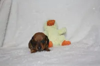 Gordon, a male Miniature Dachshund for sale in Marmaduke, AR – Photo 3 of 5