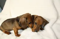 Gordon, a male Miniature Dachshund for sale in Marmaduke, AR – Photo 7 of 7