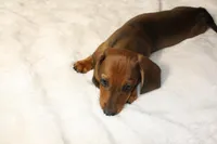 Gordon, a male Miniature Dachshund for sale in Marmaduke, AR – Photo 4 of 7