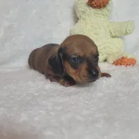 Gordon, a male Miniature Dachshund for sale in Marmaduke, AR – Photo 5 of 7