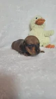 Gordon, a male Miniature Dachshund for sale in Marmaduke, AR – Photo 1 of 5
